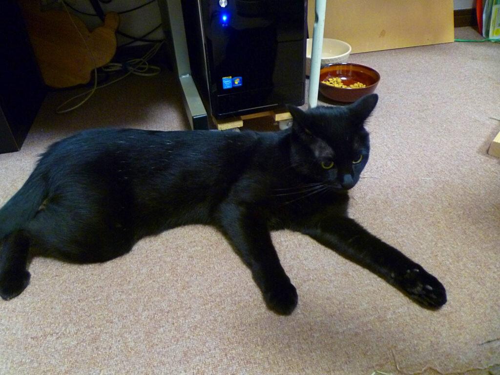横たわる黒猫