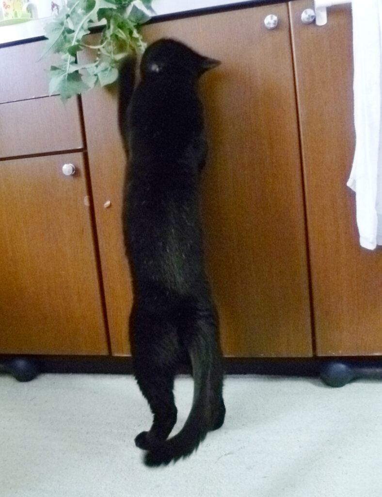 台所で大根の葉を狙う、伸びる黒猫