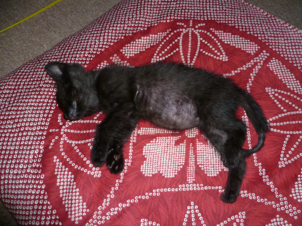 すやすや寝る黒猫の仔猫