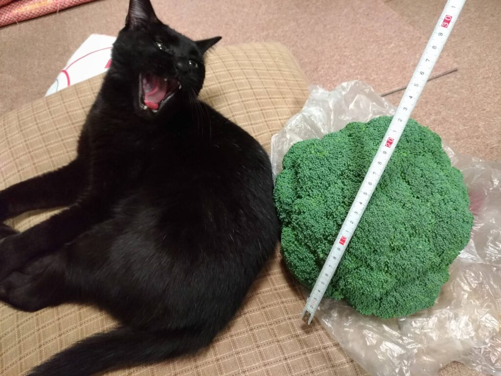 大きなブロッコリーと黒猫の写真