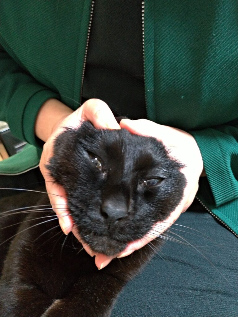 黒猫がほっぺたを後ろにひっぱられている
