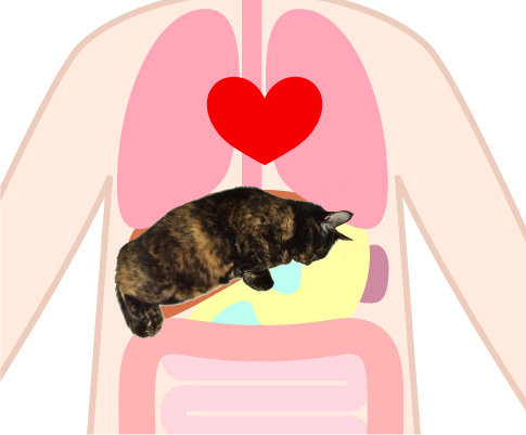 肝臓の位置の説明イラスト。なぜか肝臓のところが猫になっている。
